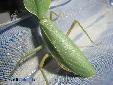 Rhombodera cf stalii01 - Female