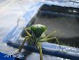 Rhombodera cf stalii01 - Female