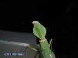 Rhombodera cf stalii01 - Male