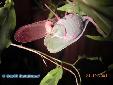 Sphodromantis lineola - Couple