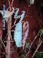 Sphodromantis lineola - Couple