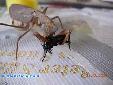 Sphodromantis lineola - Female