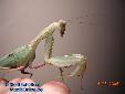 Sphodromantis lineola - Female