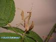 Sphodromantis lineola - Male