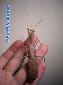 Sphodromantis lineola - Male