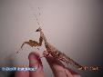 Sphodromantis lineola - Male