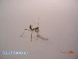 Sphodromantis lineola - L2