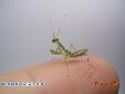 Sphodromantis lineola - L3