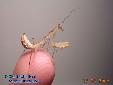 Sphodromantis lineola - Female