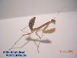 Sphodromantis lineola - Female