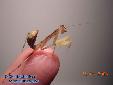 Sphodromantis lineola - Female