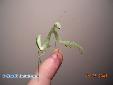 Sphodromantis lineola - Female