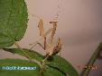 Sphodromantis lineola - Male