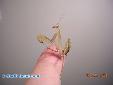 Sphodromantis lineola - Male