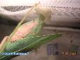 Sphodromantis lineola - Building of ooth