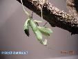 Sphodromantis lineola - Female