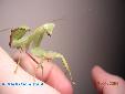 Sphodromantis lineola - Male
