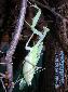 Sphodromantis spec. - Couple