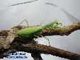 Sphodromantis spec. - Female