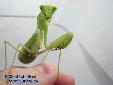 Sphodromantis spec. - Female