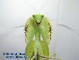 Sphodromantis spec. - Female