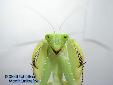 Sphodromantis spec. - Female