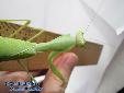 Sphodromantis spec. - Female