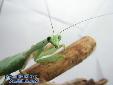 Sphodromantis spec. - Male