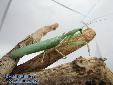 Sphodromantis spec. - Male