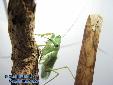 Sphodromantis spec. - Male