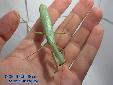Sphodromantis spec. - Male