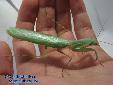 Sphodromantis spec. - Male