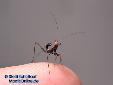 Sphodromantis spec. - L2