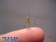 Sphodromantis spec. - L3
