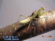 Sphodromantis spec. - Male