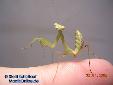 Sphodromantis spec. - Male