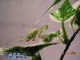 Sphodromantis spec. - Male