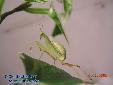 Sphodromantis spec. - Male