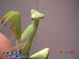 Sphodromantis spec. - Female