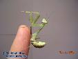 Sphodromantis spec. - Female