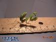 Sphodromantis spec. - Female