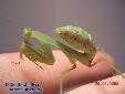 Sphodromantis spec. - Female
