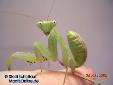 Sphodromantis spec. - Female