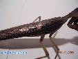 Tamolanica tamolana - Male