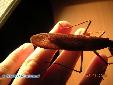 Tamolanica tamolana - Male