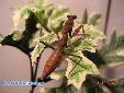 Tamolanica tamolana - Male