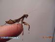 Tamolanica tamolana - Male