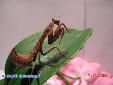 Tamolanica tamolana - Female