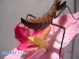 Tamolanica tamolana - Male