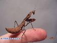 Tamolanica tamolana - Male